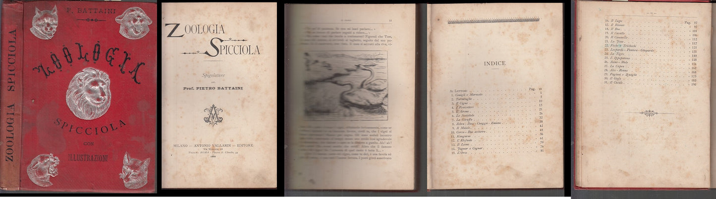 LH- ZOOLOGIA SPICCIOLA SPIGOLATURE - BATTAINI - VALLARDI --- 1888- C- XDS131