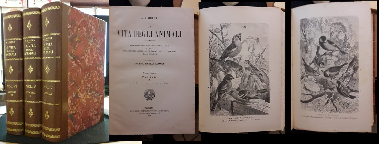 LZ- LA VITA DEGLI ANIMALI VOLUMI IV/VI UCCELLI 1/3 - BREHM- UTET--- 1897- C- ZFS
