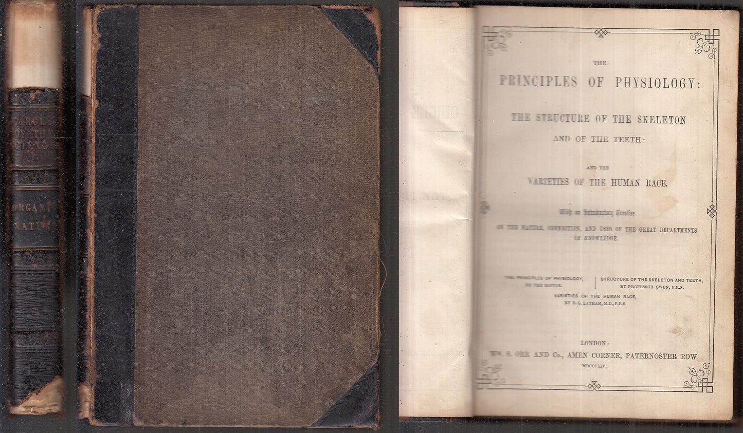 LH- CIRCLE OF THE SCIENCES STRUCTURE OF THE SKELETON -- ORR --- 1854 - C- XFS115