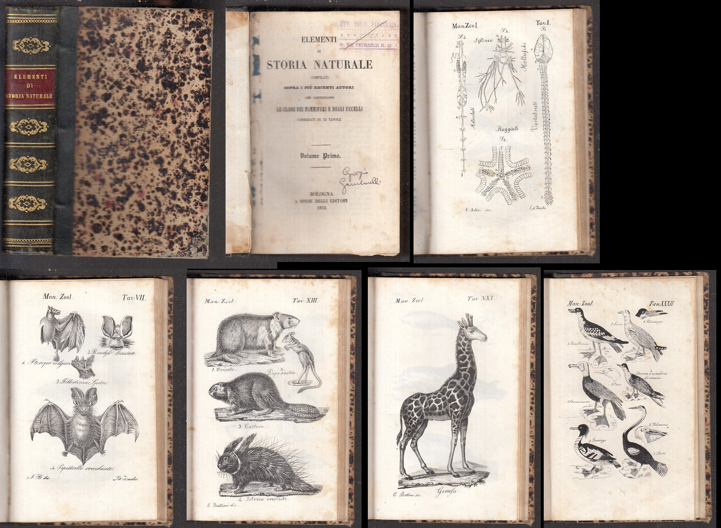 LZ- ELEMENTI DI STORIA NATURALE VOLUME PRIMO 32 TAVOLE ----- 1852 - C - XFS106
