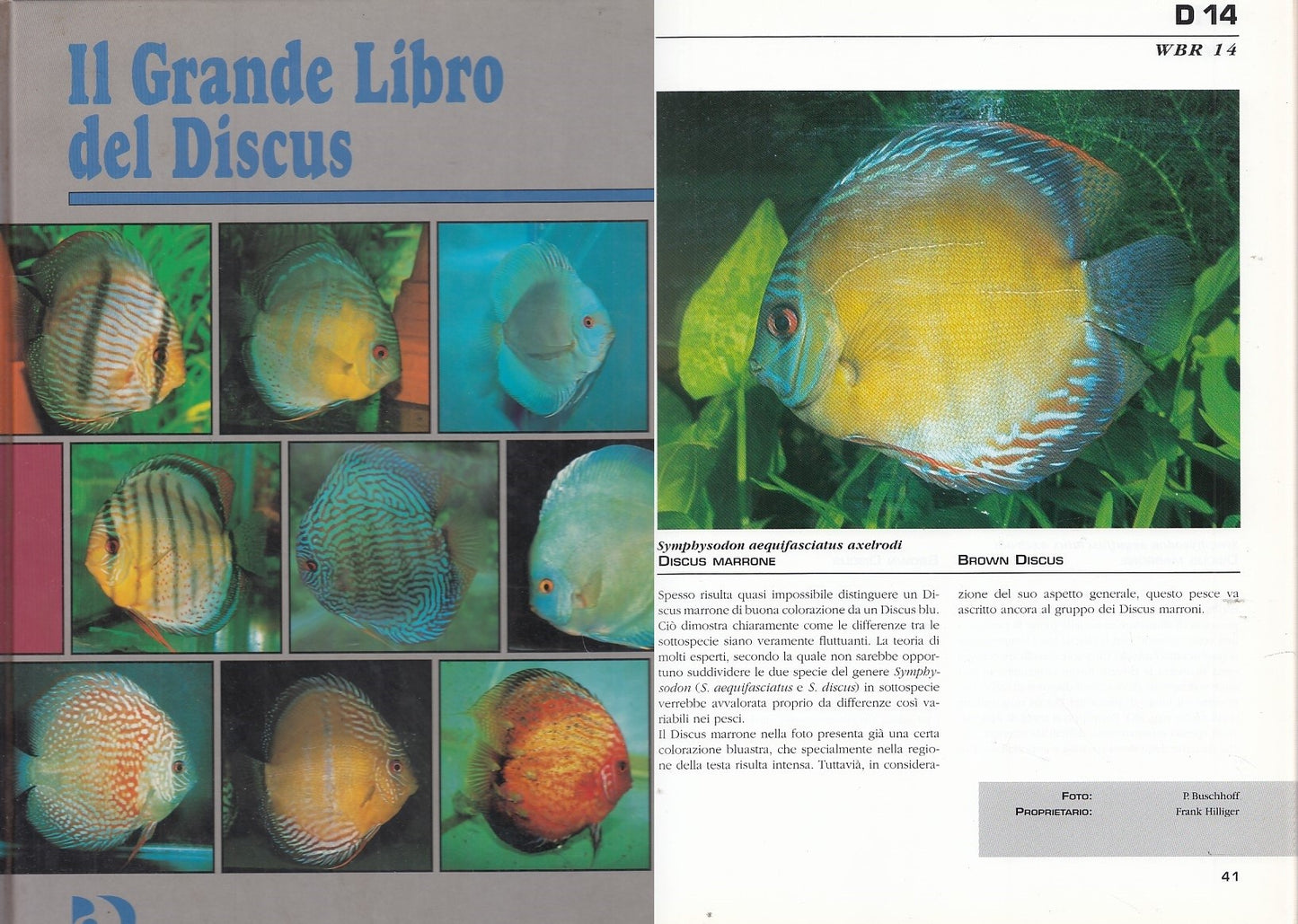 LZ- IL GRANDE LIBRO DEL DISCUS-- PRIMARIS--- 1999- C- ZDS370