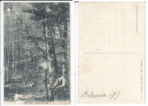 CC- CARTOLINA FOTO VINTAGE FORESTA DI FAGGI BEDONIA PARMA - SQUERI - CRT2204