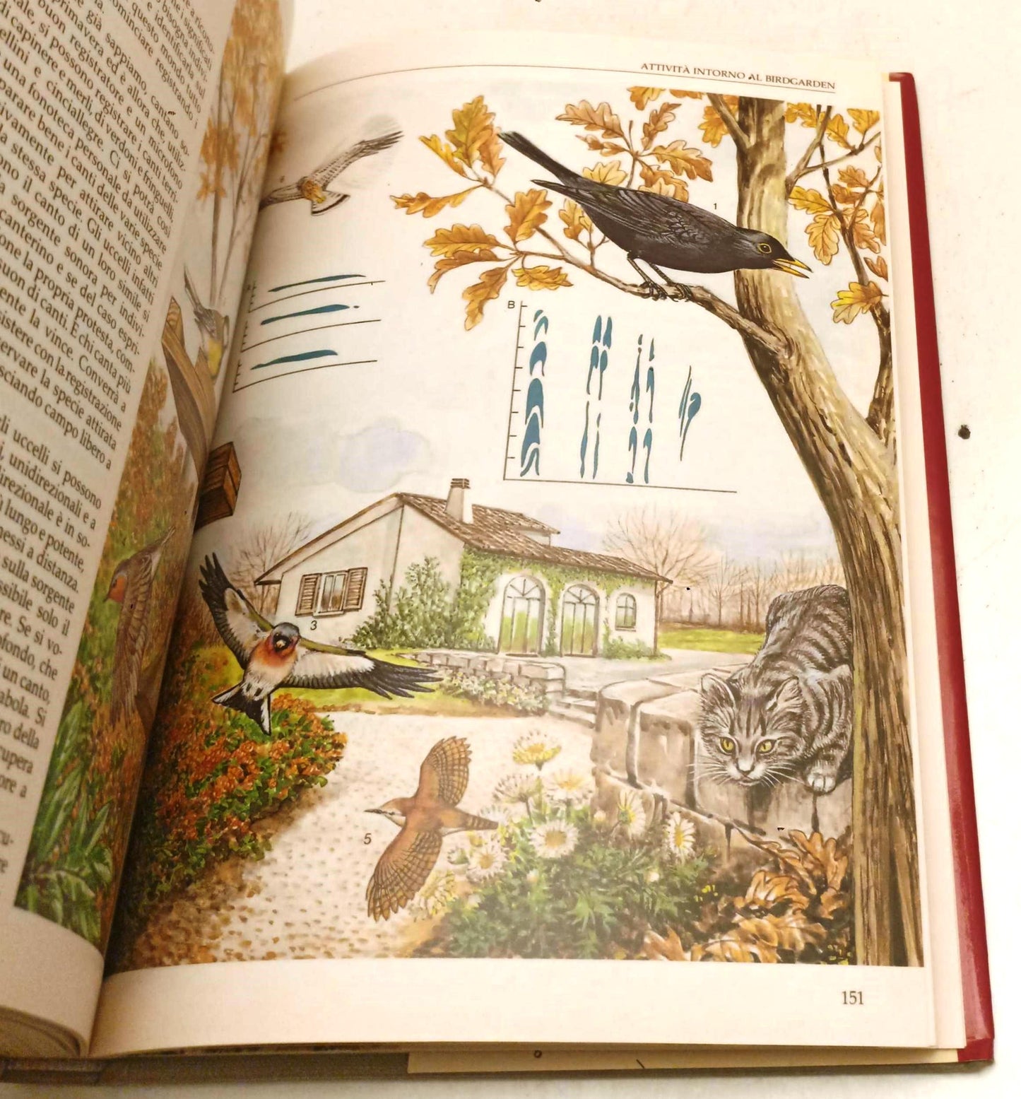LZ- BIRDGARDEN disegni POZZI- ZAFFIGNANI MEZZATESTA- MONDADORI- 1992- CS- YFS968