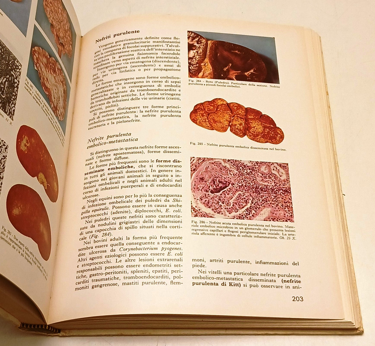 Patologia sistematica veterinaria Mammiferi- Marcato- Edagricole- 1a ed.- YFS129