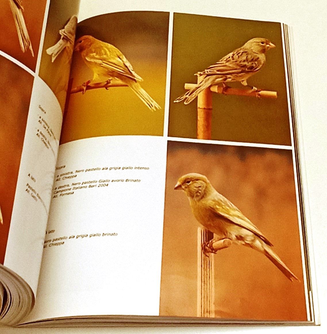 LZ- MANUALE DEL CANARINO DI COLORE - DIEGO CROVACE - ALCEDO --- 2005 - B- YFS555