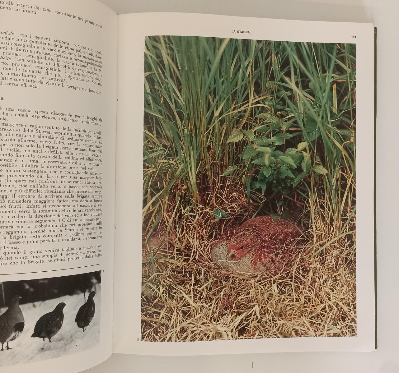 LZ- ENCICLOPEDIA DELLA CACCIA 2 VOLUMI -- SADEA SANSONI --- 1967 - C - ZFS379