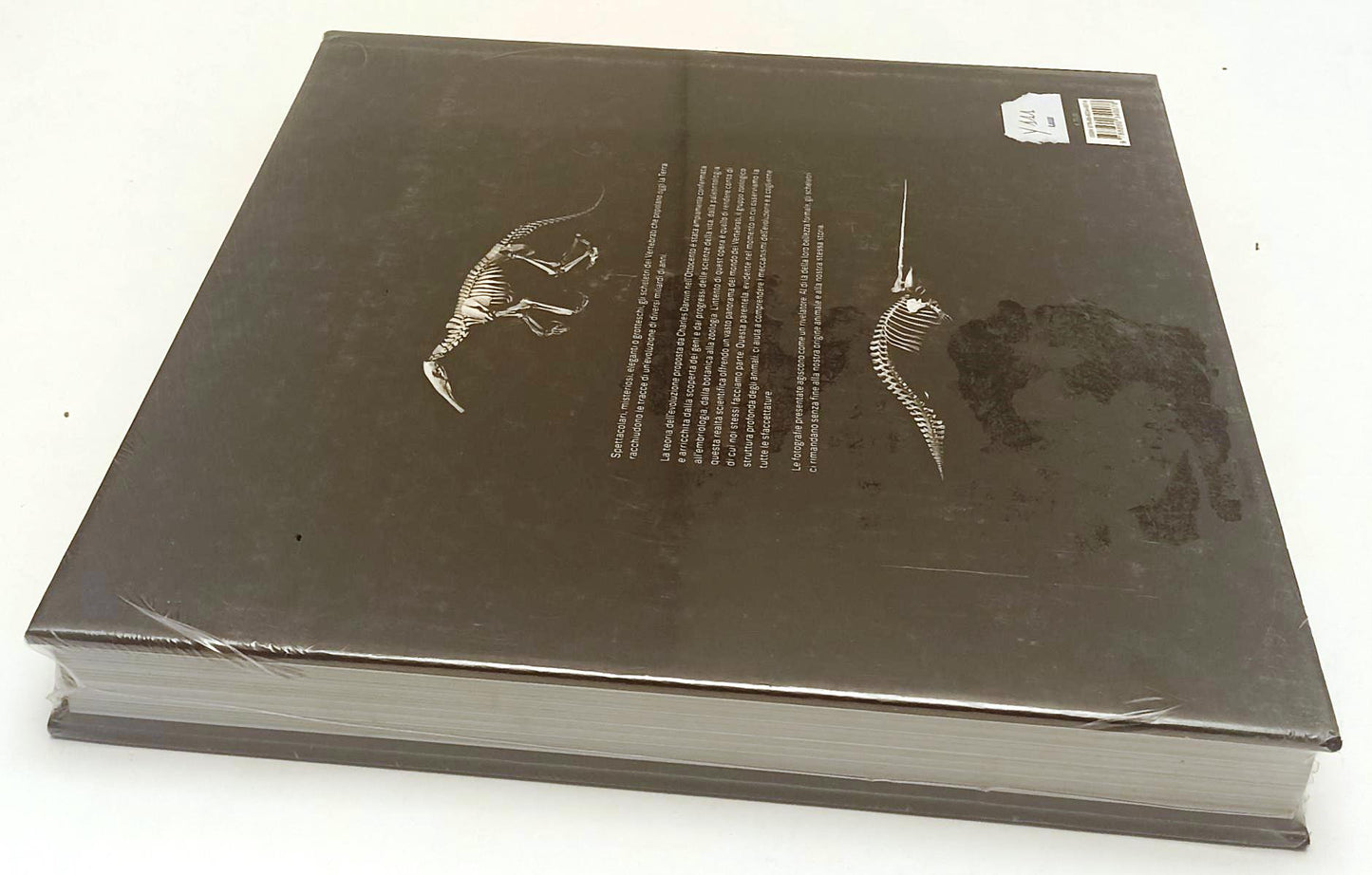 LZ- EVOLUZIONE - JEAN BAPTISTE DE PANAFIEU GRES- EQUATORE --- 2007- CS- WPR319