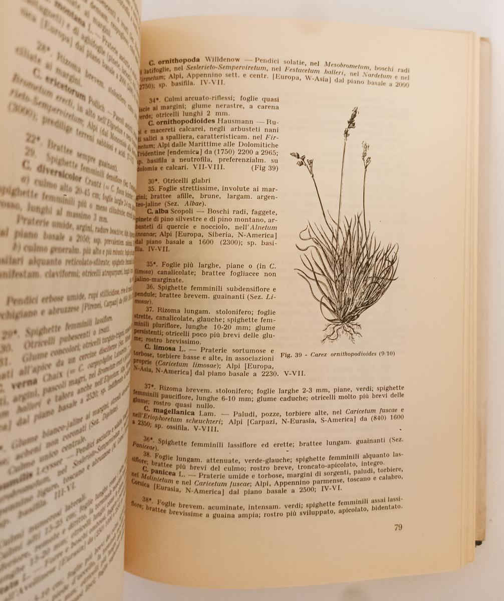 LZ- FLORA DELLE ALPI VEGETAZIONE - LUIGI FENAROLI - MARTELLO--- 1955- CS- YFS281