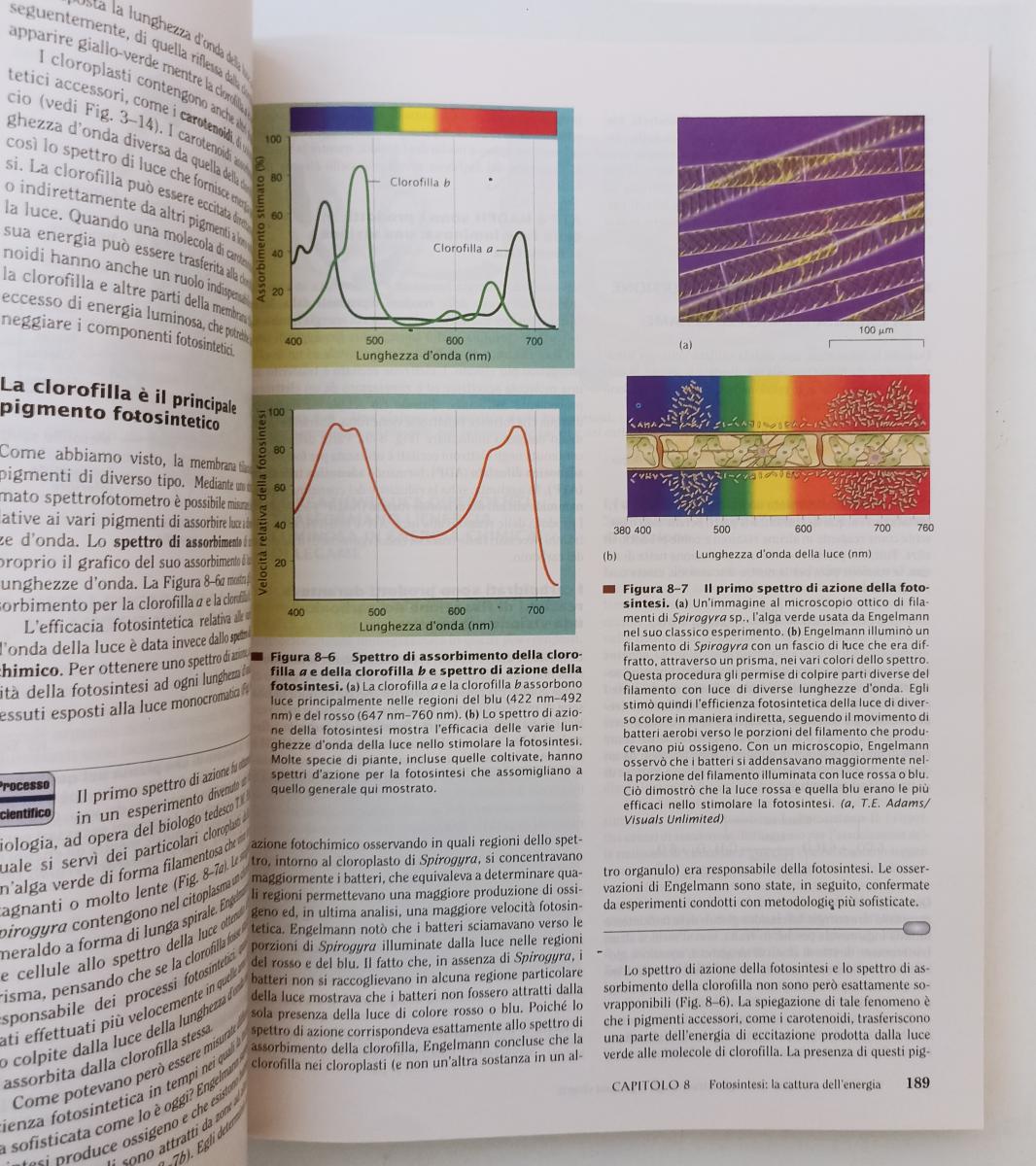 LZ- FONDAMENTI DI BIOLOGIA- SOLOMON BERG MARTIN- EDISES-- 3a ED.- 2004- B- YFS67