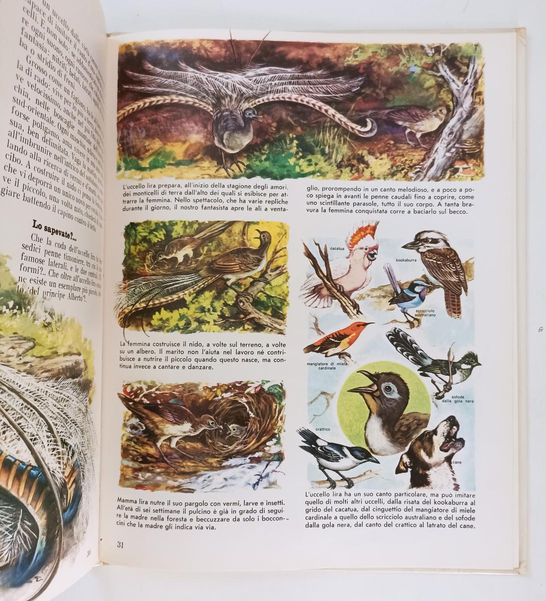 LZ- GUARDA E SCOPRI GLI ANIMALI DELL'OCEANIA -- AMZ EDITRICE ---- C - YFS751