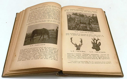 LZ- MORFOLOGIA E BIOLOGIA PIANTE E ANIMALI- BIZZARRINI- GIUSTI--- 1925- C-ZFS191