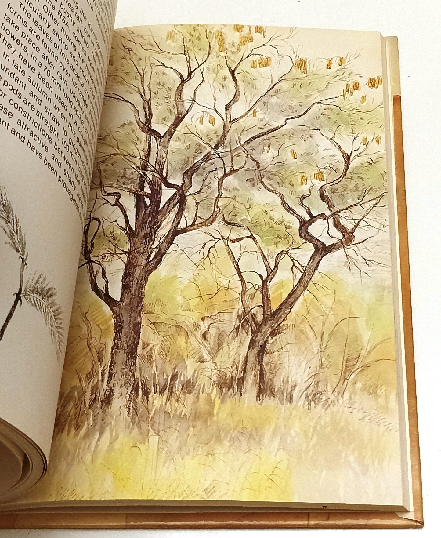 LZ- WATERBERG FLORA- PATRICIA CRAVEN CHRISTINE MARAIS- GAMSBERG- 1989- C- XFS133
