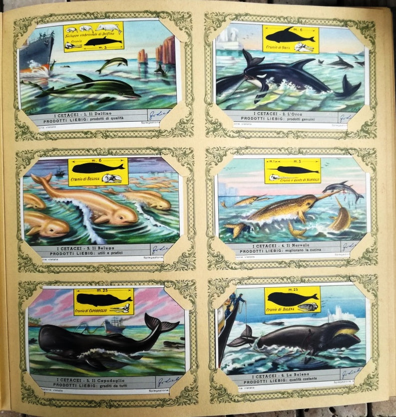 FIGURINE LIEBIG I CETACEI 1/6 COMPLETA SERIE 1565 1953 ITALIA