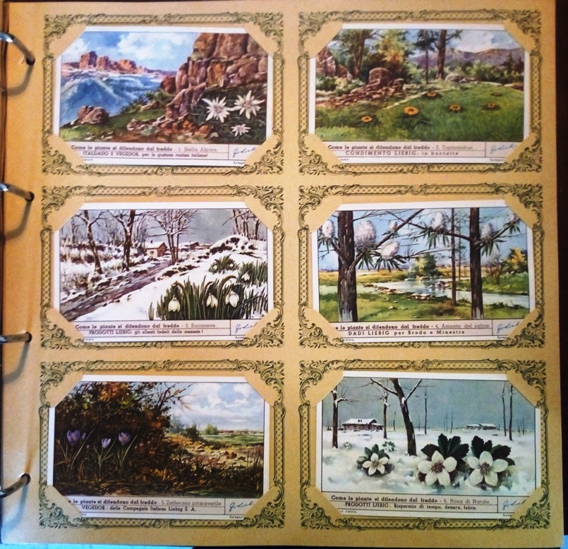 FIGURINE LIEBIG COME LE PIANTE SI DIFENDONO FREDDO 1/6 COMPLETA SERIE 1477 1949