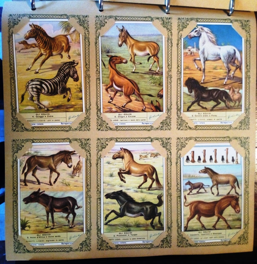 FIGURINE LIEBIG GLI EQUIDI 1/6 COMPLETA SERIE 1590 1954 ITALIA