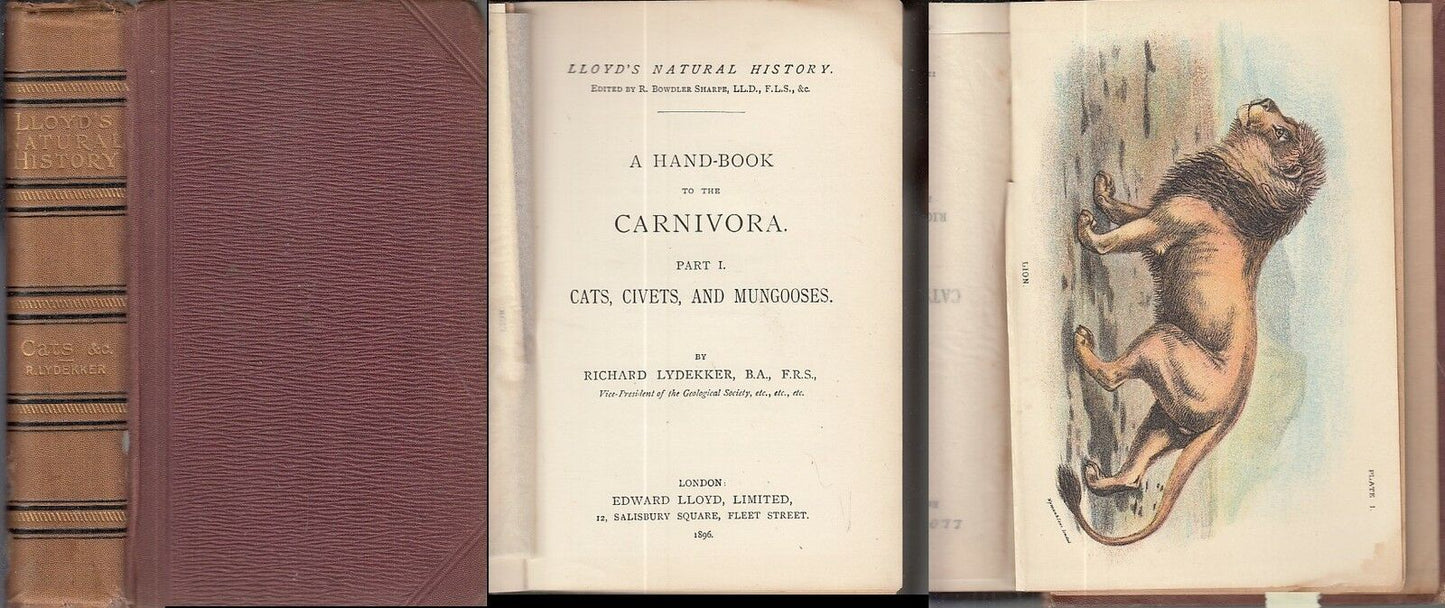 LB- CATS CIVETS CARNIVORA LLOYD'S NATURAL HISTORY - LYDEKKER---- 1896- C- ZFS638