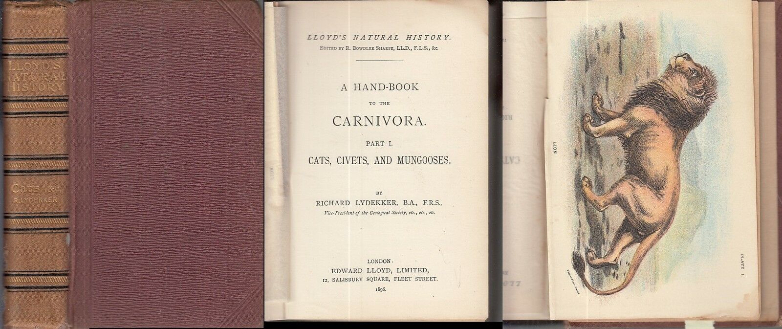 LB- CATS CIVETS CARNIVORA LLOYD'S NATURAL HISTORY - LYDEKKER---- 1896- C- ZFS638
