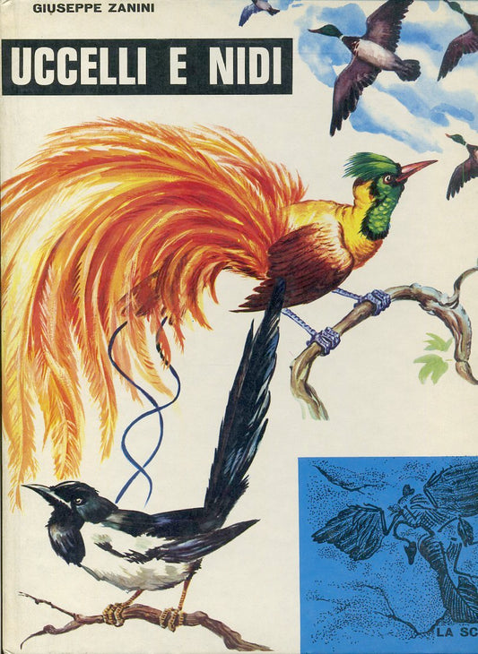 LB- UCCELLI E NIDI ILLUSTRATO - GIUSEPPE ZANINI - LA SCUOLA --- 1980- C- ZFS352