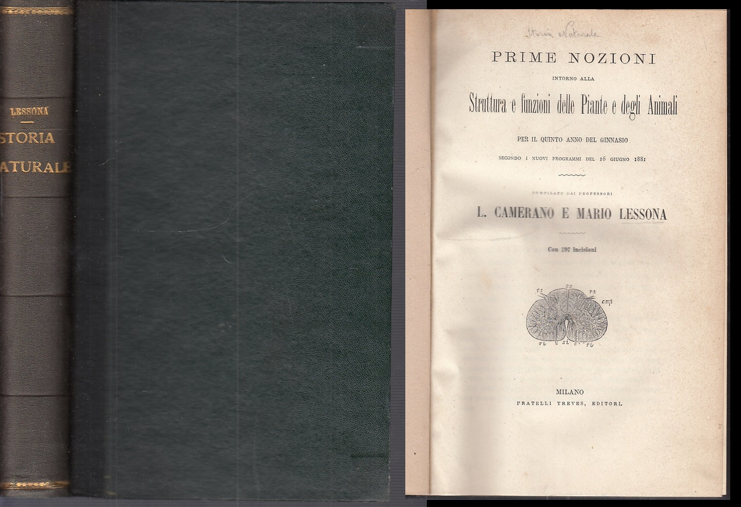 LH- STORIA NATURALE STRUTTURA FUNZIONI PIANTE- LESSONA- TREVES--- 1881- C- XFS35