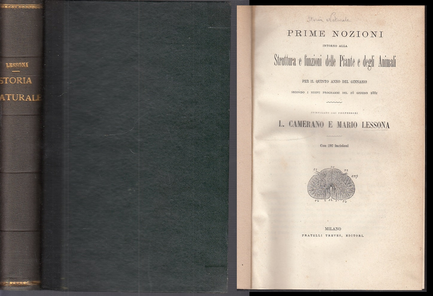LH- STORIA NATURALE STRUTTURA FUNZIONI PIANTE- LESSONA- TREVES--- 1881- C- XFS35