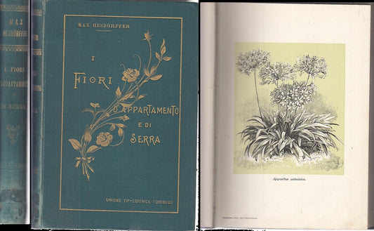 LZ- I FIORI D'APPARTAMENTO E DI SERRA - MAX HESDORFFER - UTET --- 1898- C- XFS81