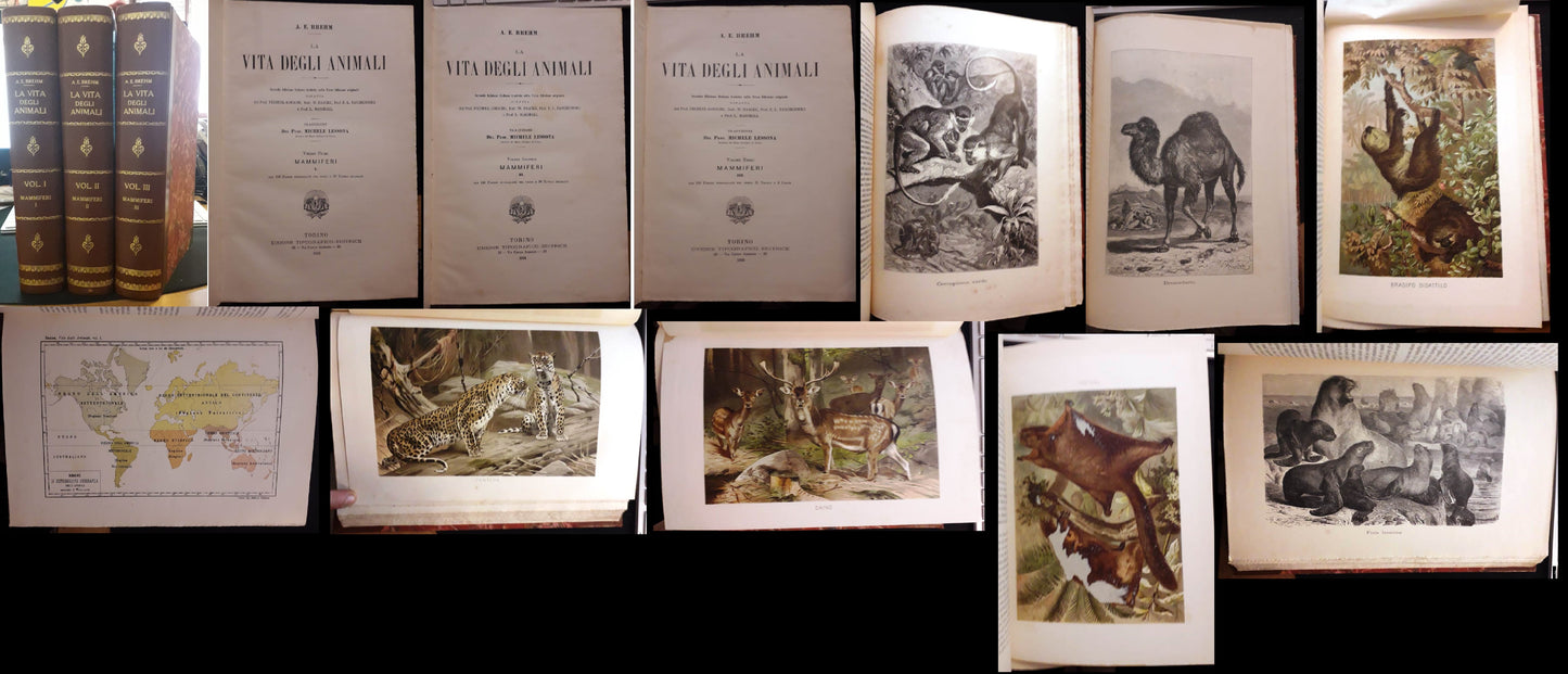 LZ- LA VITA DEGLI ANIMALI VOLUMI I/III MAMMIFERI 1/3- BREHM- UTET--- 1893- C-ZFS