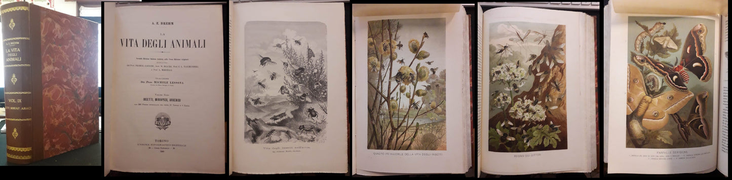 LZ- LA VITA DEGLI ANIMALI VOL.IX INSETTI MIRIAPODI - BREHM- UTET--- 1906- C- ZFS