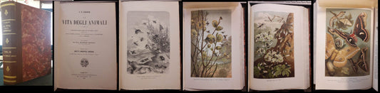 LZ- LA VITA DEGLI ANIMALI VOL.IX INSETTI MIRIAPODI - BREHM- UTET--- 1906- C- ZFS