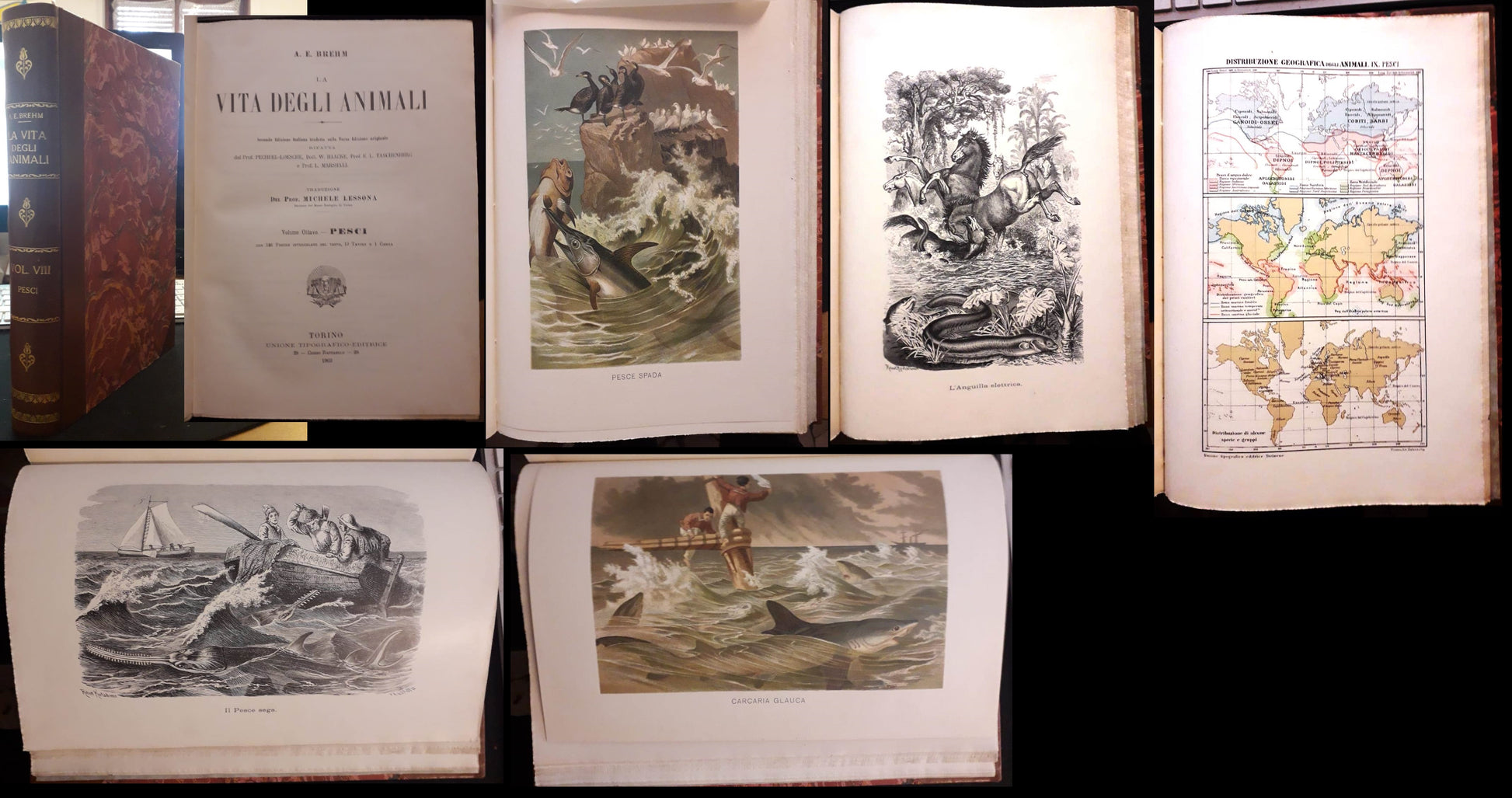 LZ- LA VITA DEGLI ANIMALI VOL. VIII PESCI - BREHM - UTET--- 1903 - C - ZFS