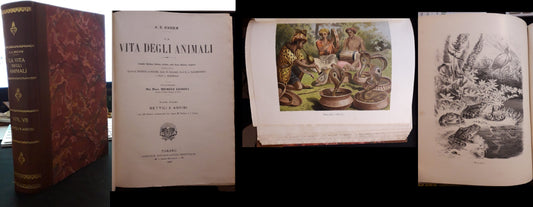 LZ- LA VITA DEGLI ANIMALI VOL. VII RETTILI E ANFIBI- BREHM- UTET--- 1902- C- ZFS