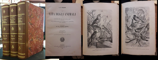 LZ- LA VITA DEGLI ANIMALI VOLUMI IV/VI UCCELLI 1/3 - BREHM- UTET--- 1897- C- ZFS