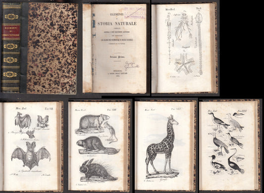 LZ- ELEMENTI DI STORIA NATURALE VOLUME PRIMO 32 TAVOLE ----- 1852 - C - XFS106