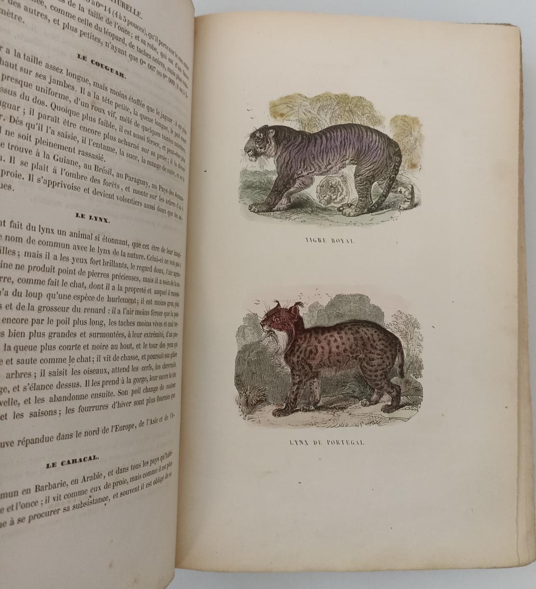 LH- HISTOIRE NATURELLE LE BUFFON DE LA JEUNESSE- BLANCHARD---- 1859- C- XFS95