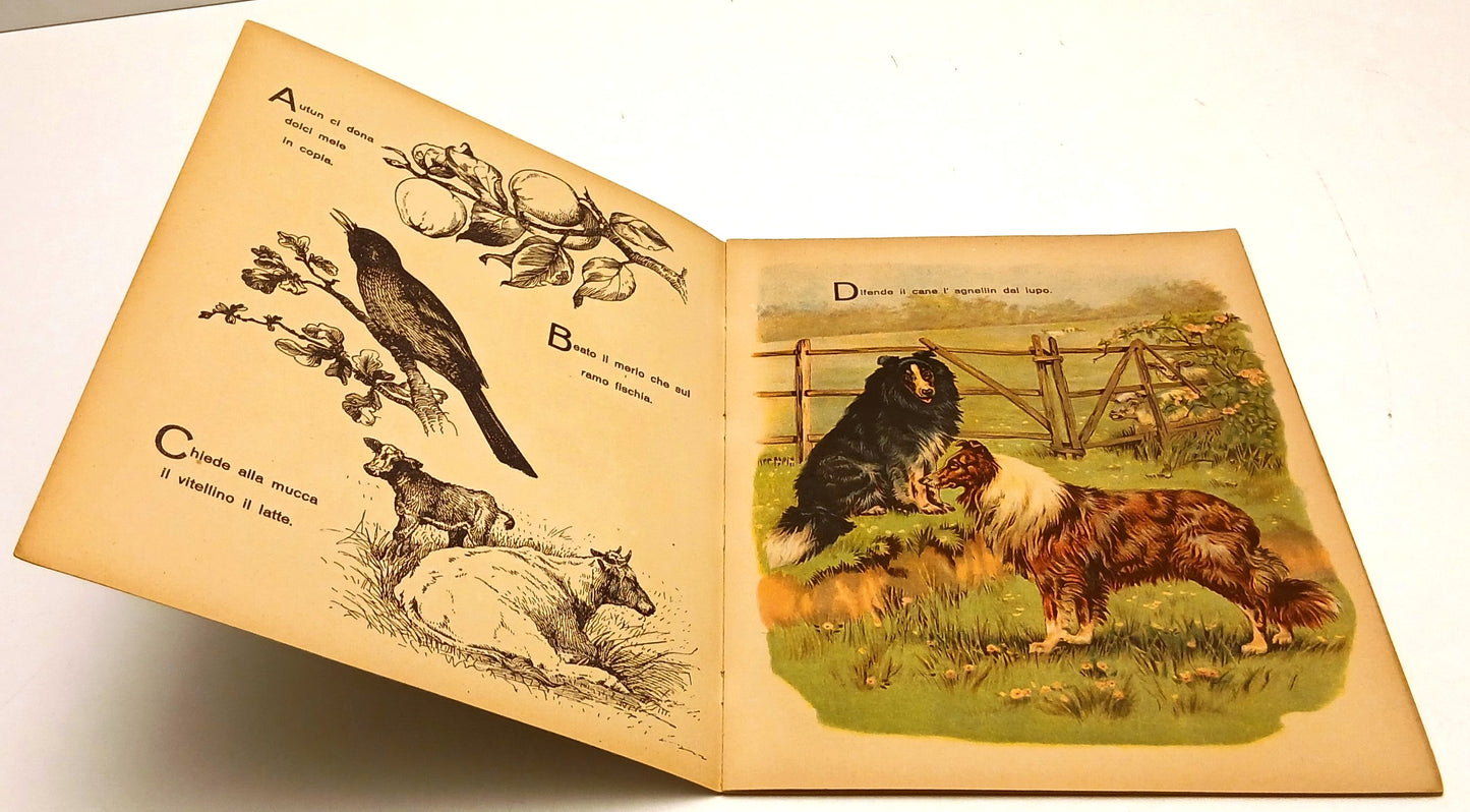 L'Abbicci degli animali - Lorenzo Bertoni - illustrato per bambini - RVSa1017