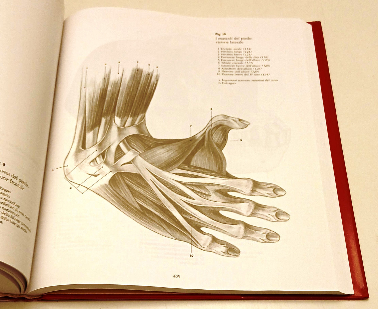 Anatomia Scuola di disegno Uomini animali anatomia - Konemann - 1a ed.- YFS938