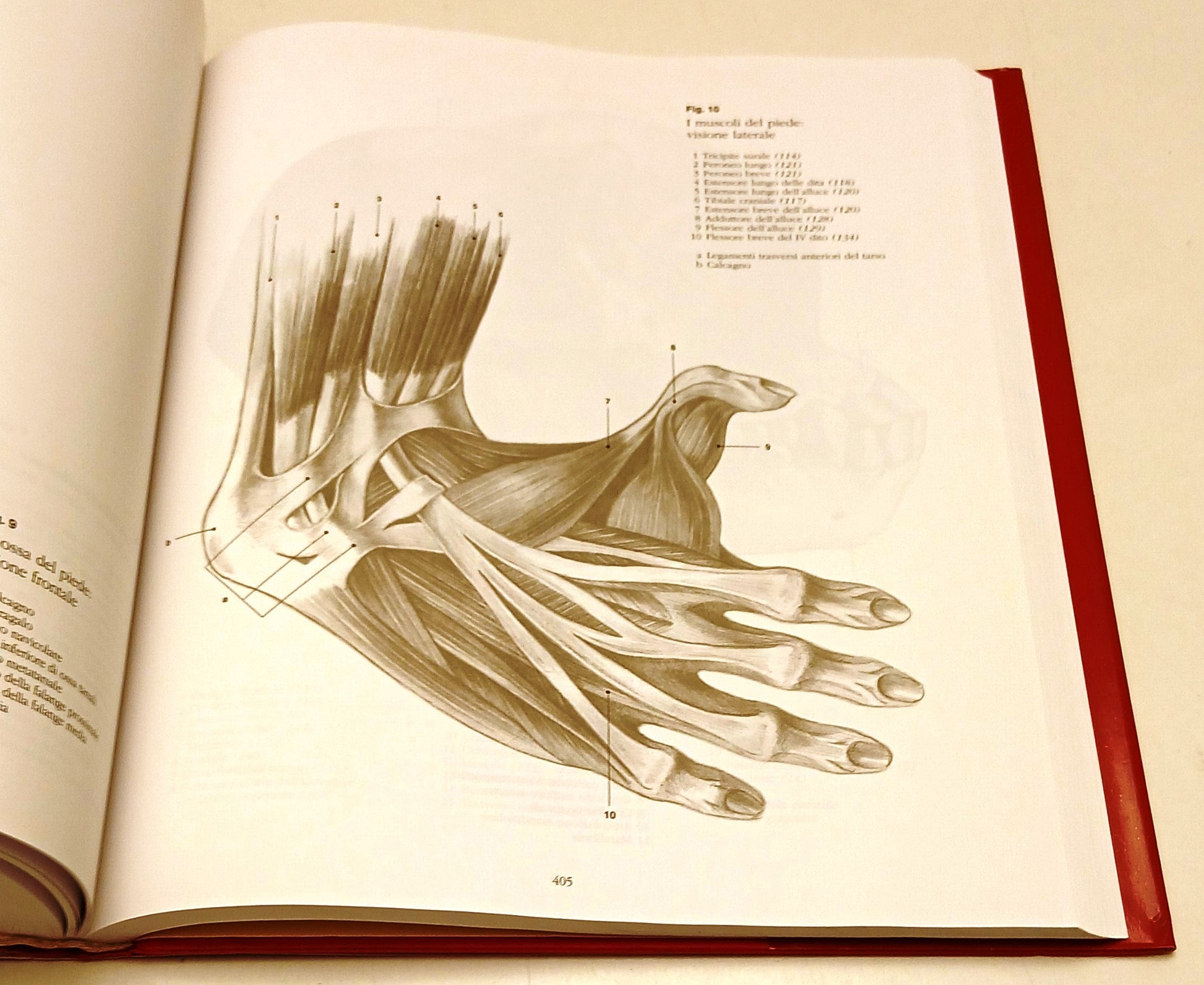 Anatomia Scuola di disegno Uomini animali anatomia - Konemann - 1a ed.- YFS938
