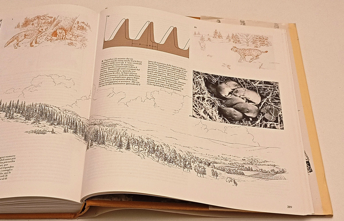 Caccia - Idealibri - 1a ed. - illustrato - YFS810