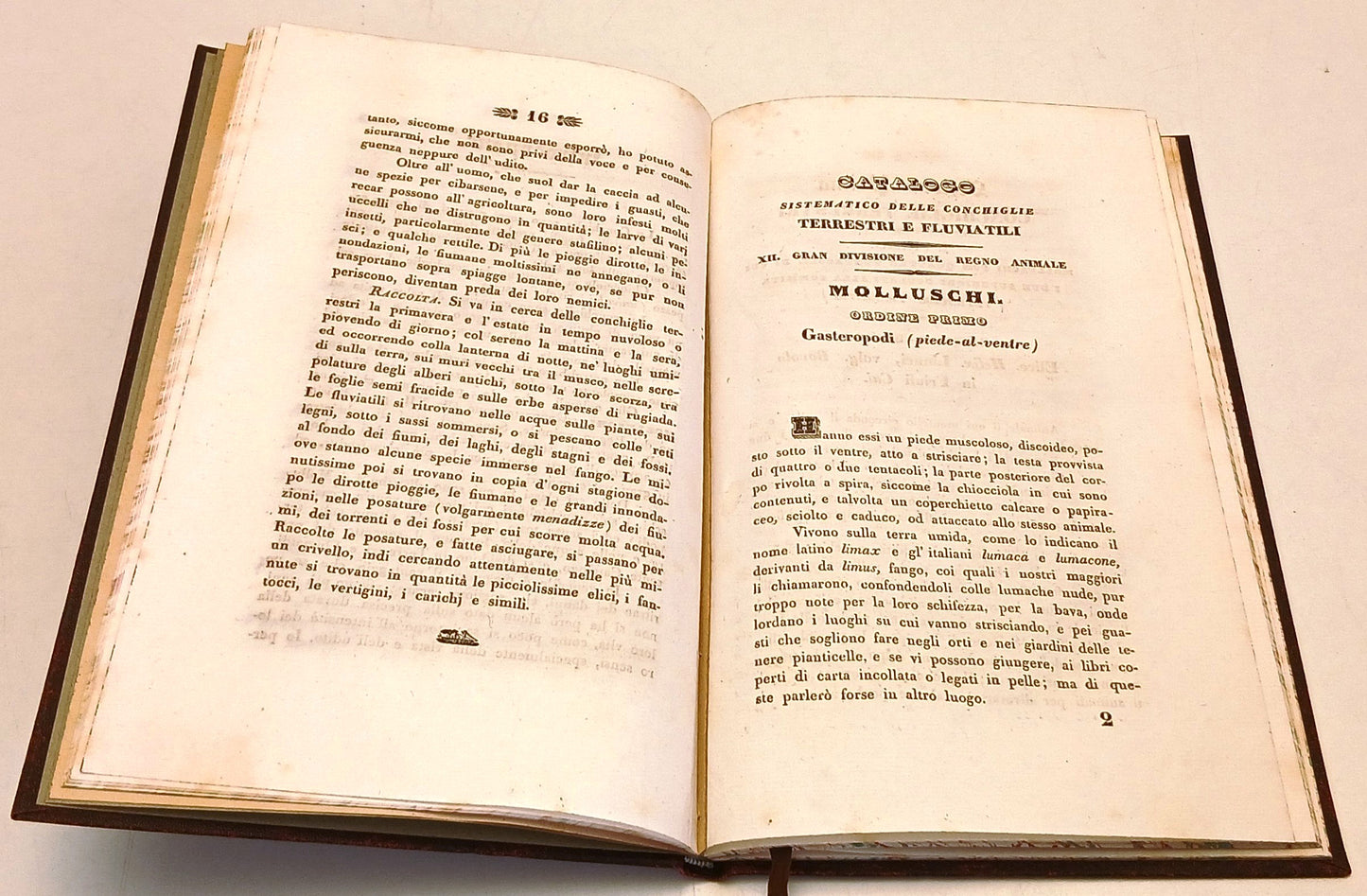 Catalogo Conchiglie terrestri e fluviatili - Brumati - Paternolli - 1838- XFS111