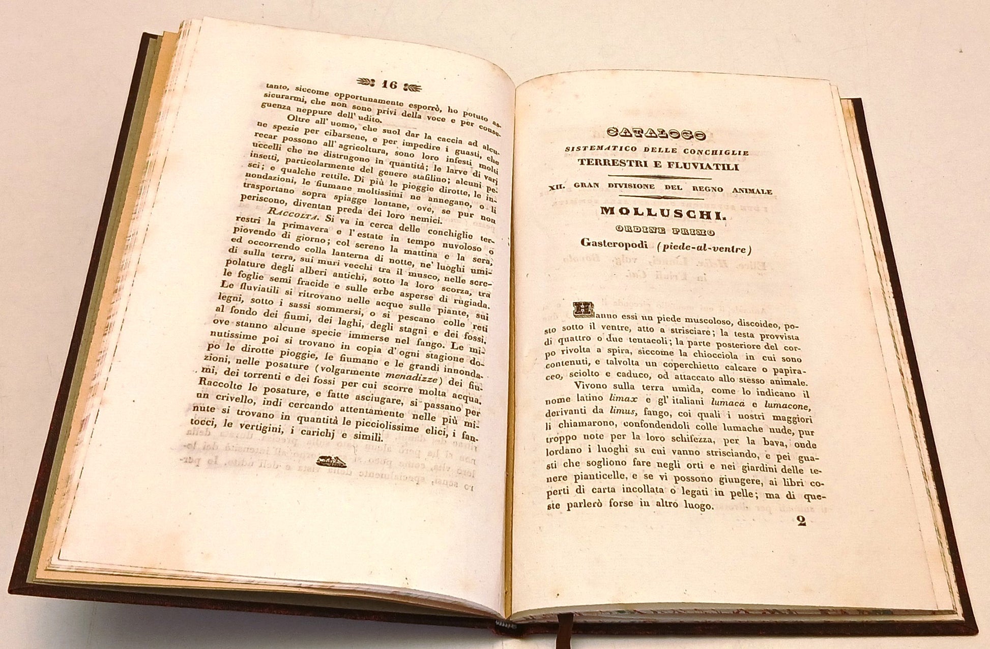 Catalogo Conchiglie terrestri e fluviatili - Brumati - Paternolli - 1838- XFS111