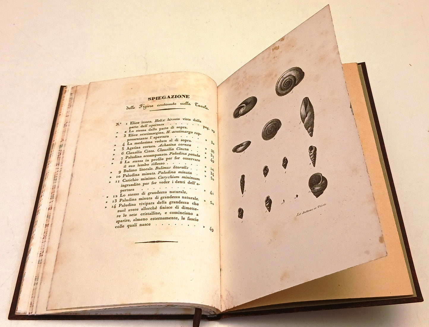Catalogo Conchiglie terrestri e fluviatili - Brumati - Paternolli - 1838- XFS111