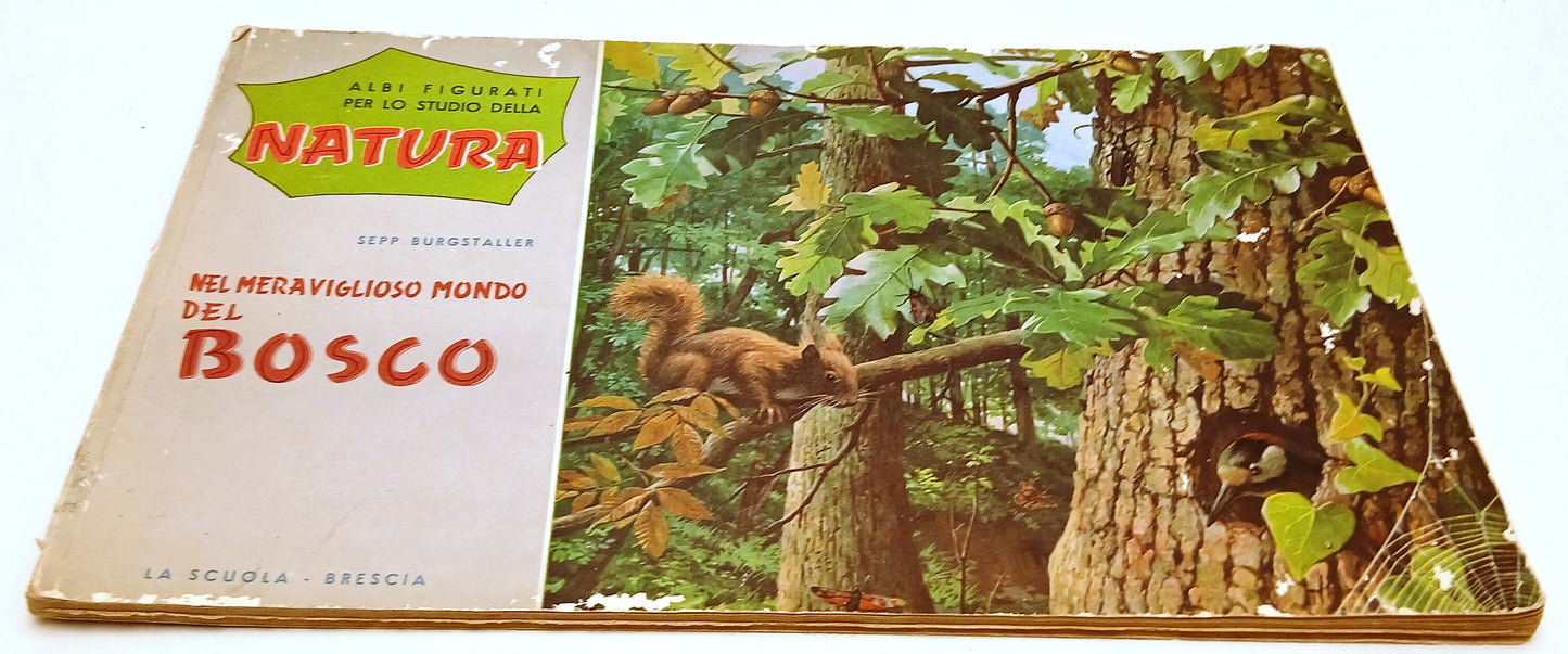 Nel meraviglioso mondo del bosco- La Scuola Albi figurati studio natura- RVSa818