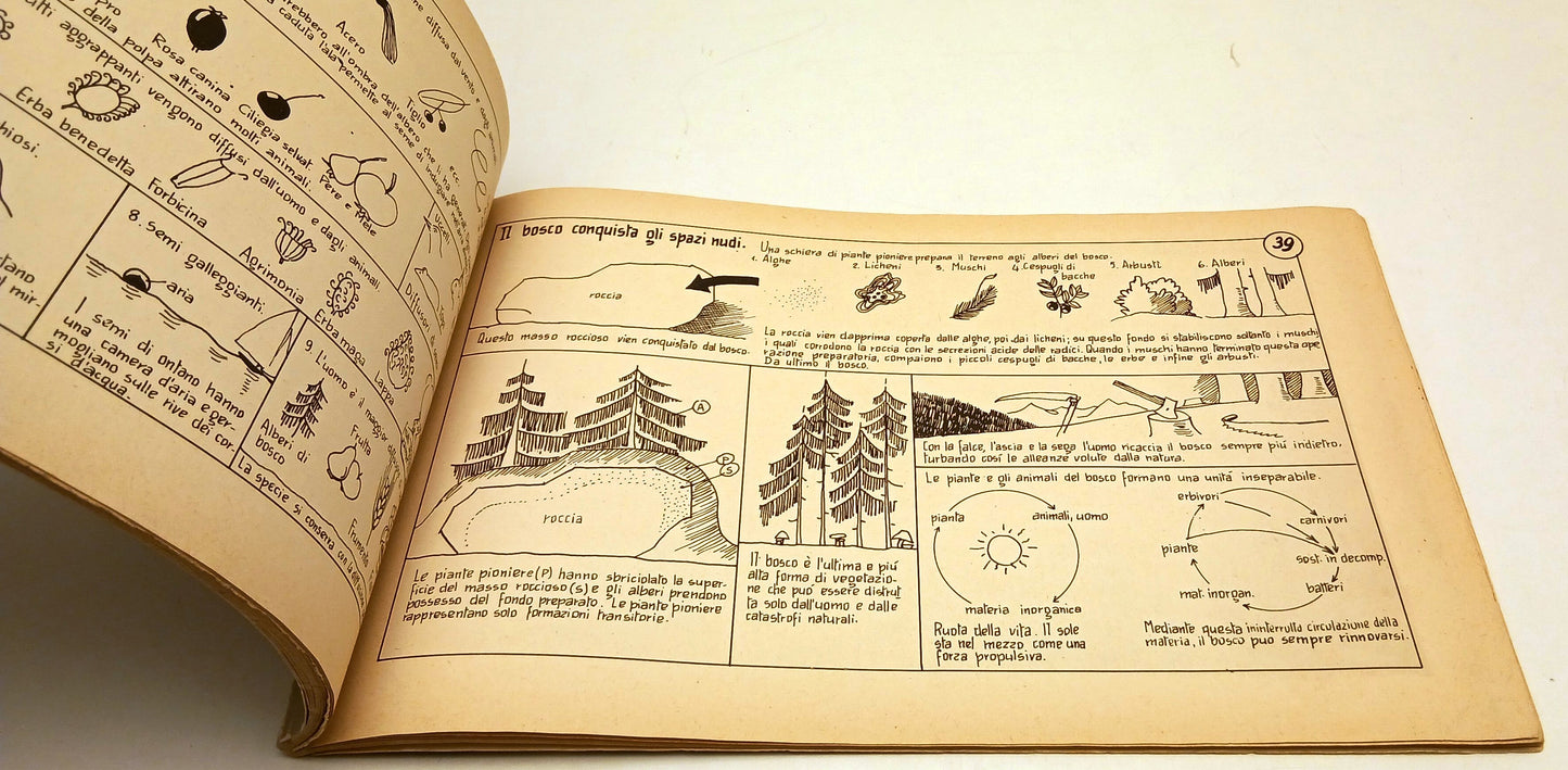 Nel meraviglioso mondo del bosco- La Scuola Albi figurati studio natura- RVSa818
