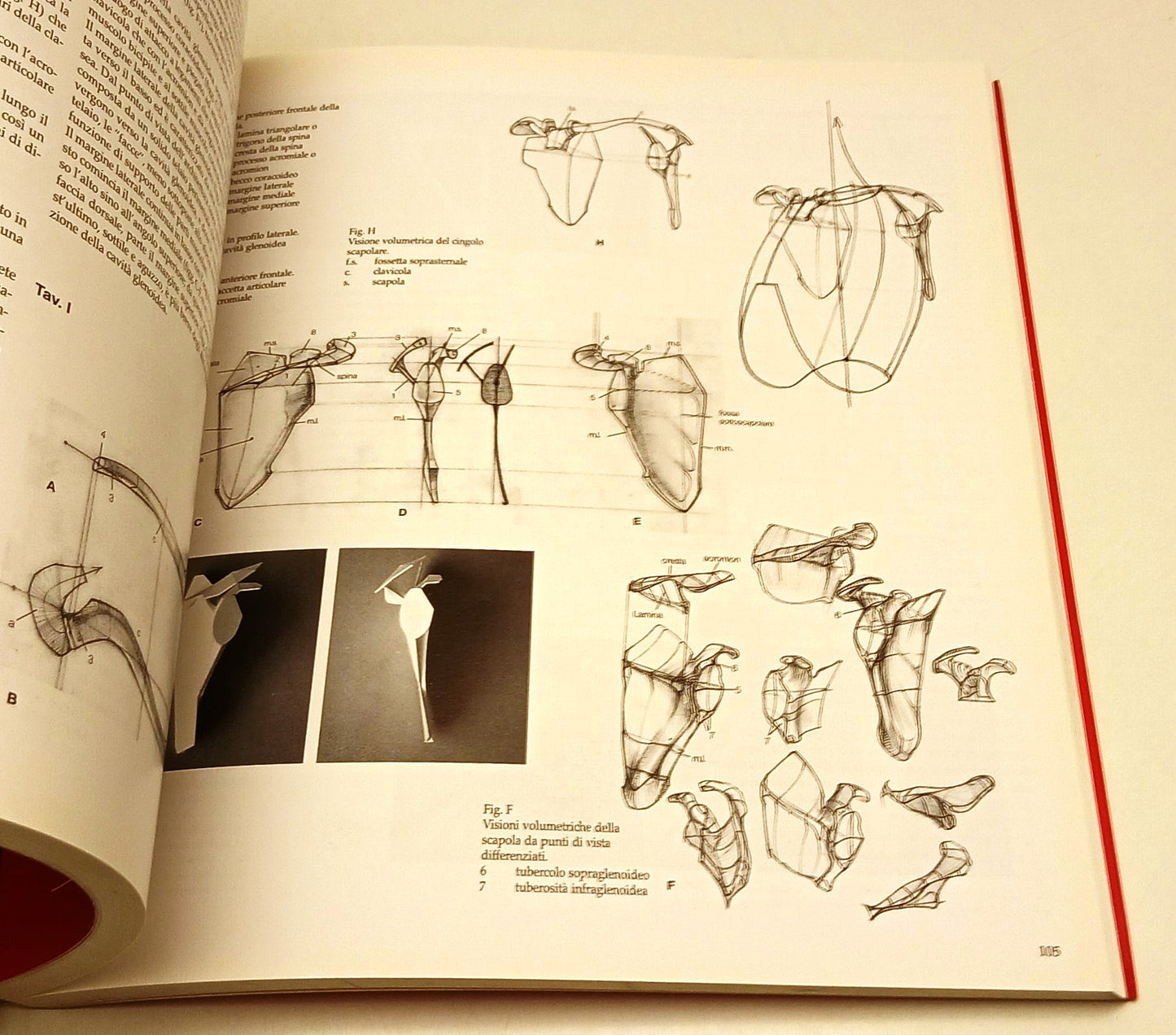 Struttura Uomo Manuale di anatomia artistica volumi 1/2 - Neri Pozza - YFS111