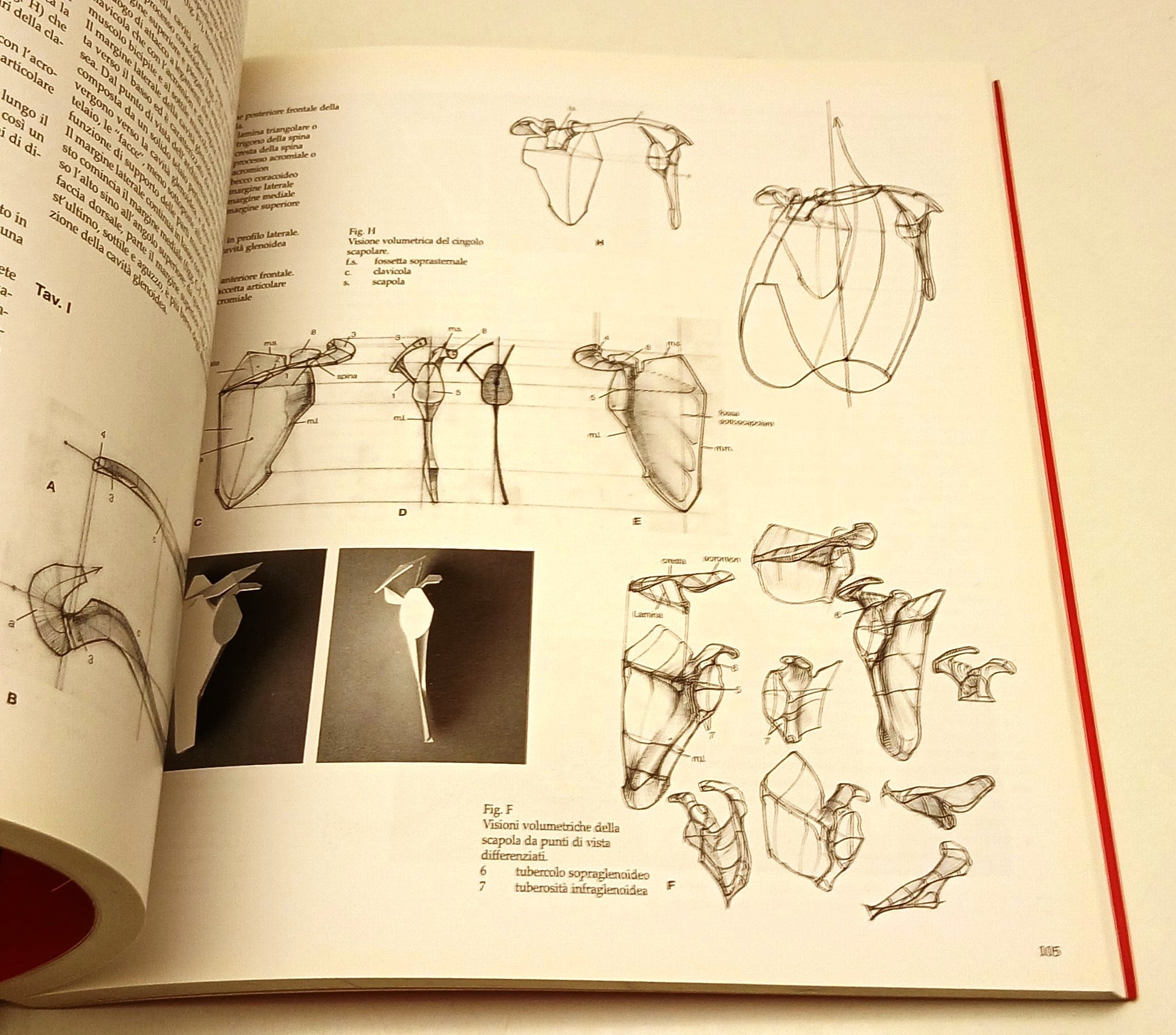 Struttura Uomo Manuale di anatomia artistica volumi 1/2 - Neri Pozza - YFS111