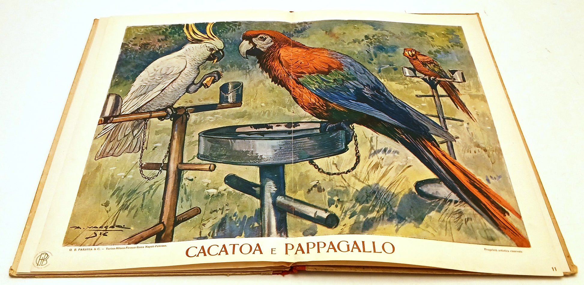 Uccelli Gallo Gallina Anitra Oca Cigno - Paravia - acquarelli di Vaccari- XFS214