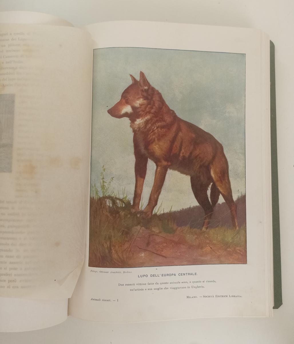 LZ- ANIMALI VIVENTI VOLUME PRIMO MAMMIFERI-- SOC. ED. LIBRARIA--- 1911- C-YFS764