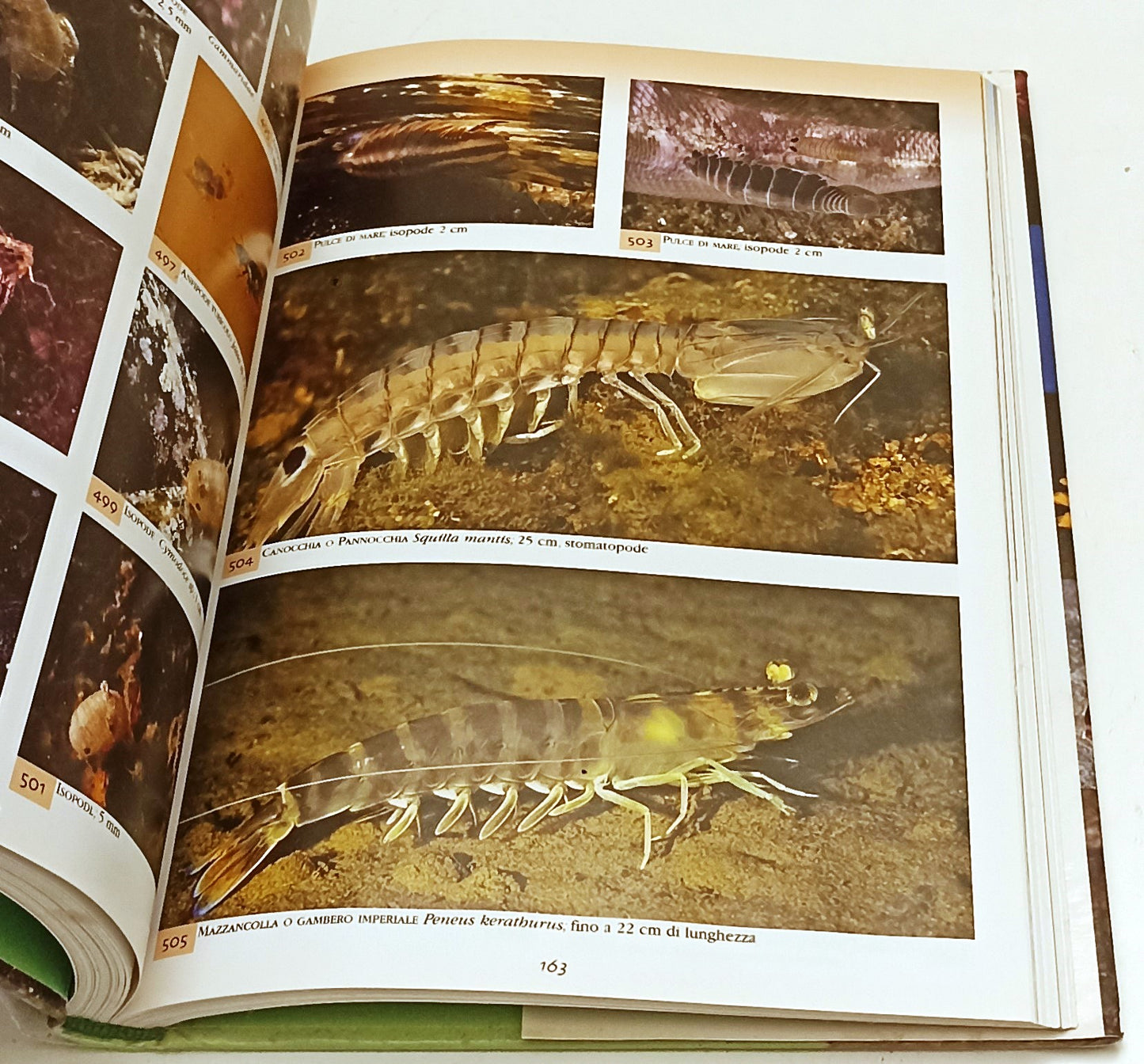 LZ- ATLANTE FLORA E FAUNA MEDITERRANEO - TRAINITO- IL CASTELLO- 2008- CS- YFS850