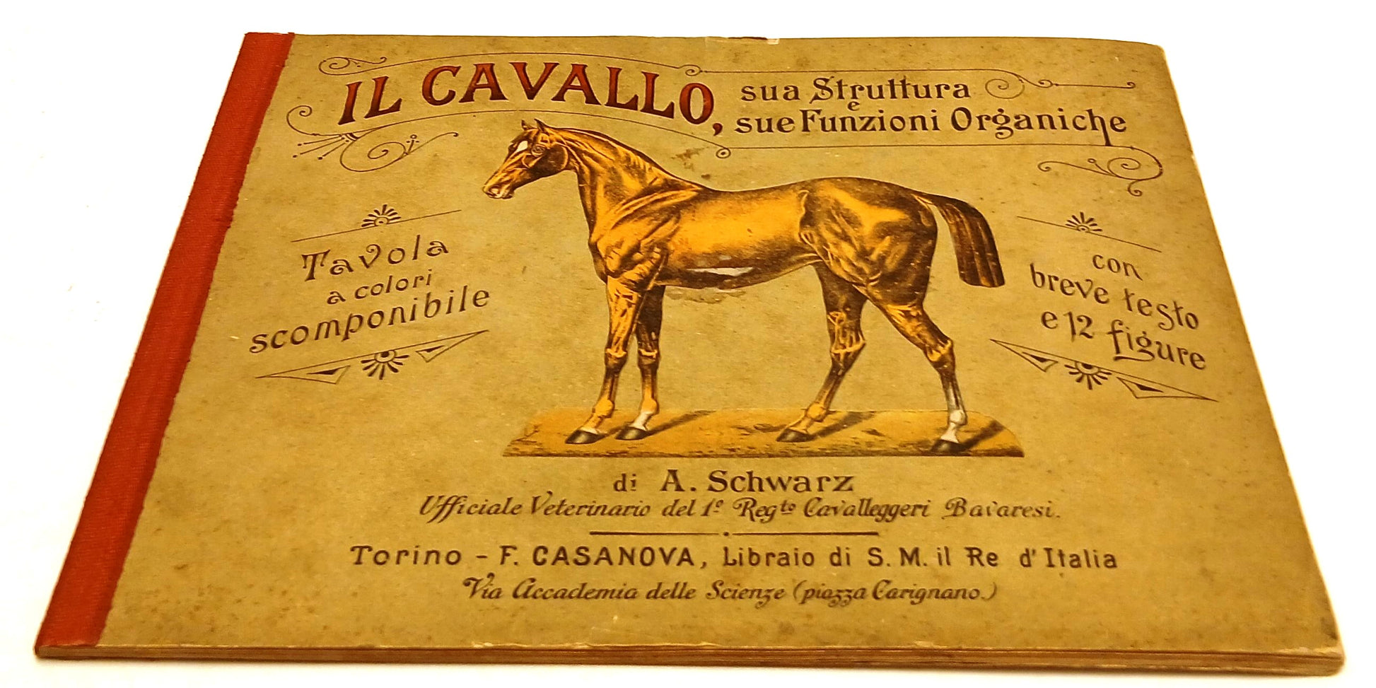 LZ- IL CAVALLO STRUTTURA FUNZIONI ORGANICHE - SCWHARZ- CASANOVA- 1897- B- XFS132