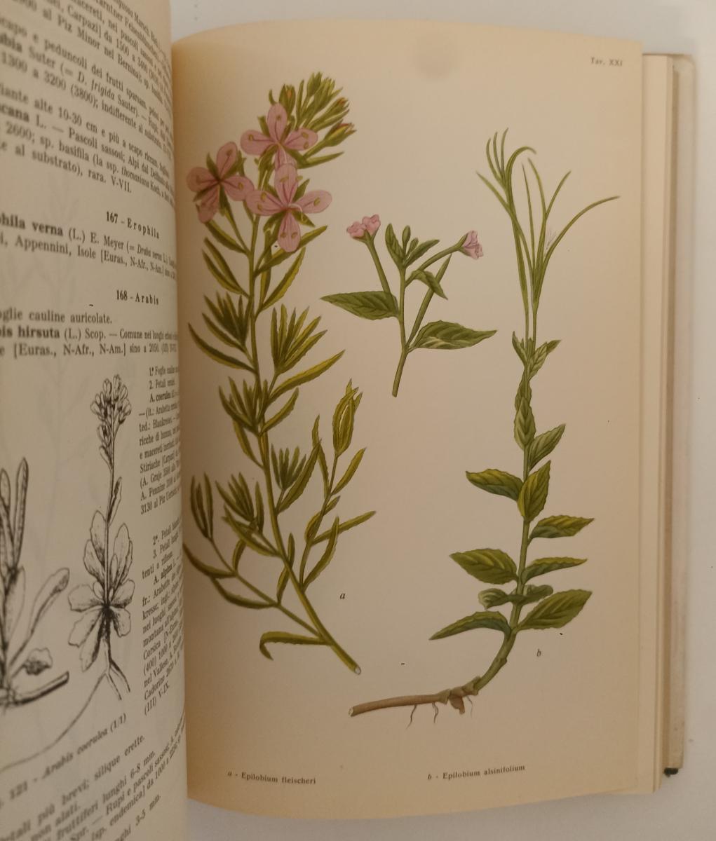 LZ- FLORA DELLE ALPI VEGETAZIONE - LUIGI FENAROLI - MARTELLO--- 1955- CS- YFS281
