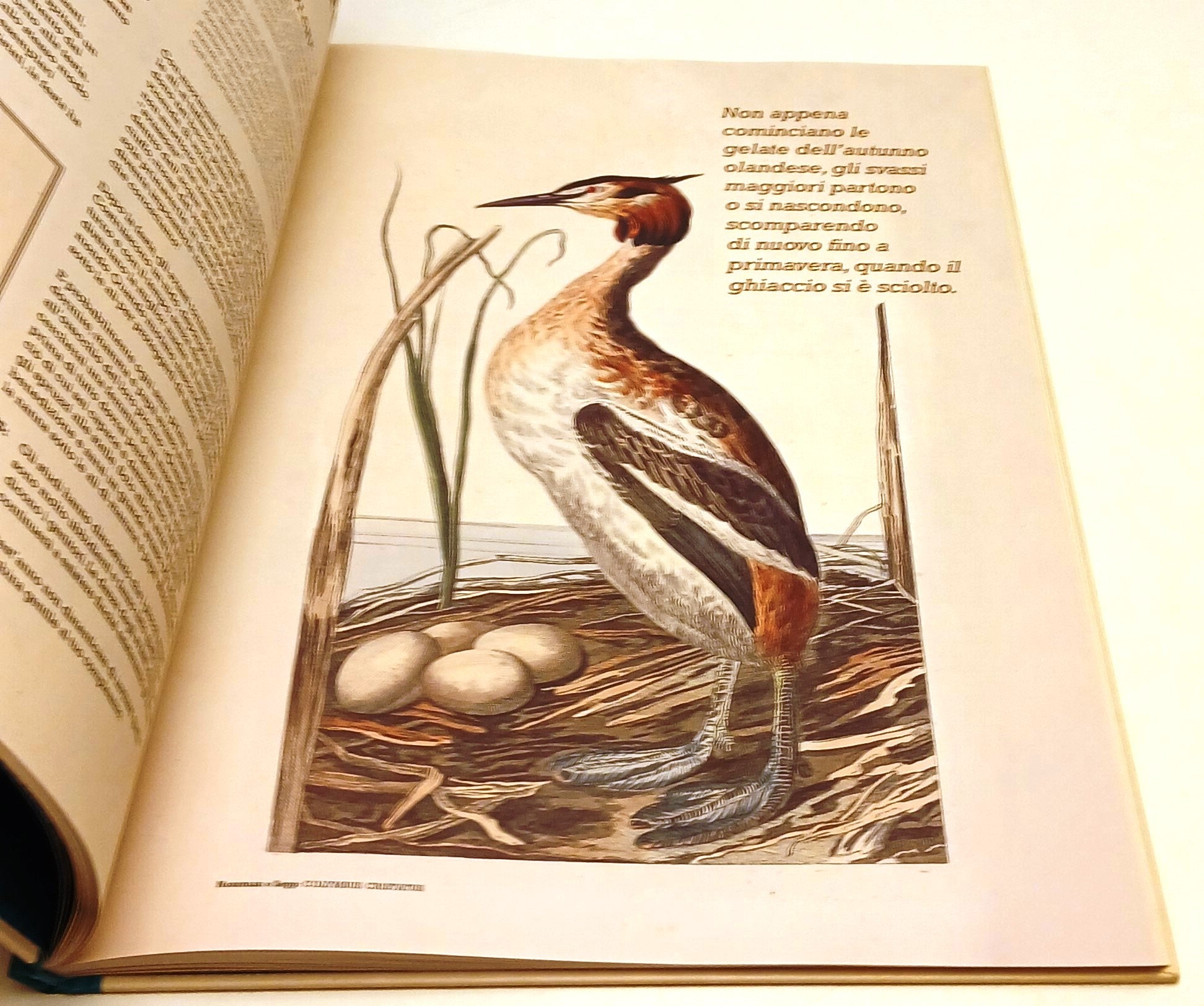 LB- IL GRANDE LIBRO DEGLI UCCELLI - BIBI DUMON TAK- RIZZOLI UNIOR- C- YFS901